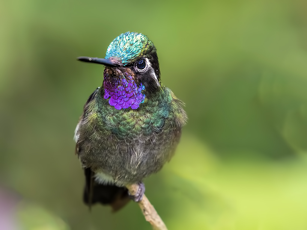 Purple-throated Mountain-gem